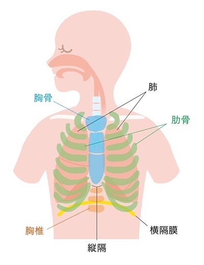胸骨、肺、肋骨、脊椎、縦隔、横隔膜