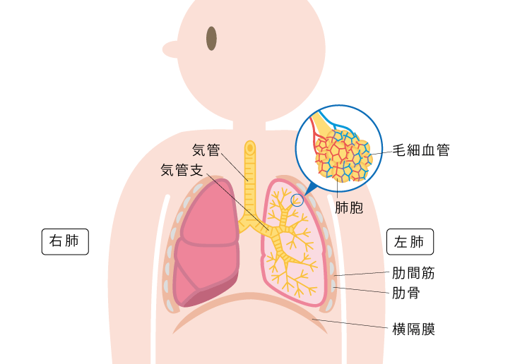 気管、気管支、毛細血管、肺胞、肋間骨、肋骨、横隔膜、右肺、左肺