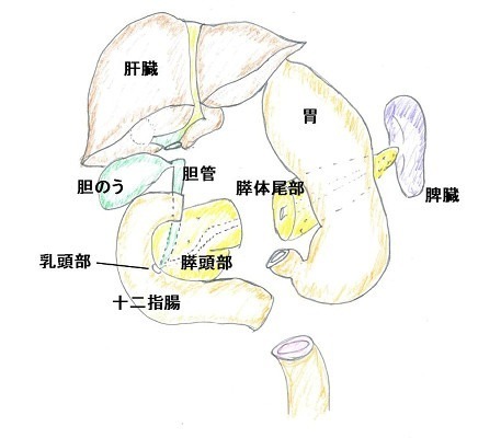 肝臓、胃、脾臓、胆管、膵体尾部、膵頭部、十二指腸、乳頭部