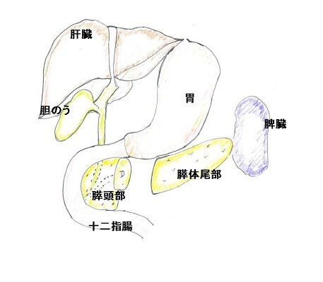 肝臓、胃、脾臓、胆管、膵体尾部、膵頭部、十二指腸