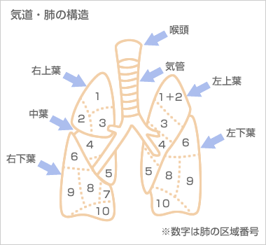 気道・肺の構造 喉頭、気管、左上葉、左下葉、右上葉、右下葉 ※数字は肺の区域番号