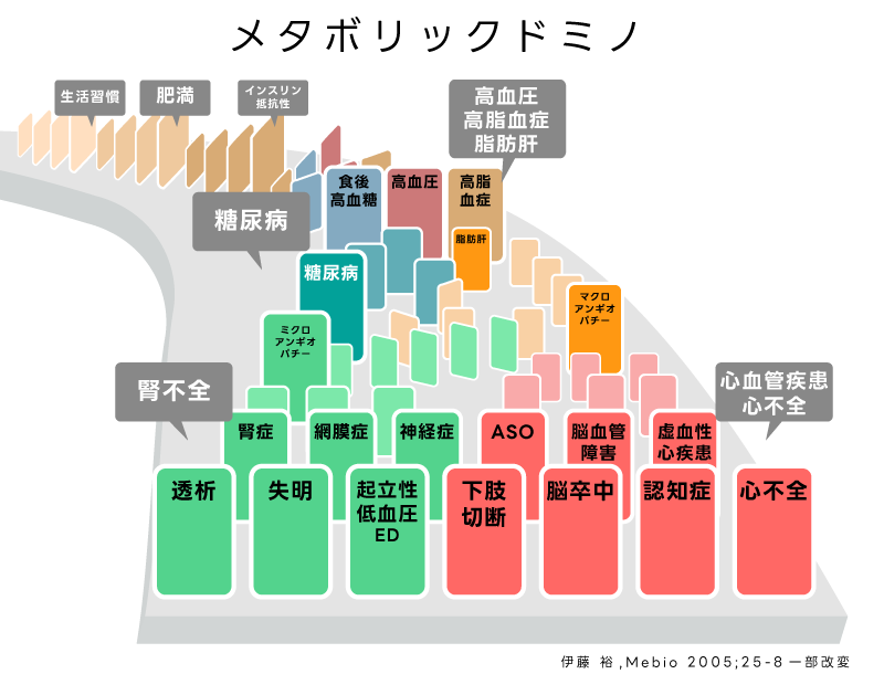 メタボリックドミノ ＜腎不全＞ ・透析・失明・起立性低血圧ED・腎症・網膜症・神経症・ミクロアンギオバチー ＜心血管疾患心不全＞ ・下肢切断・脳卒中・認知症・心不全・ASO・脳血管障害・虚血性心疾患・マクロアンギオバチー・脂肪肝 ＜糖尿病＞ ・糖尿病 ＜高血圧高脂血症脂肪肝＞ ・食後高血糖・高血圧・高脂血症 ＜インスリン抵抗性＞ ＜肥満＞ ＜生活習慣＞