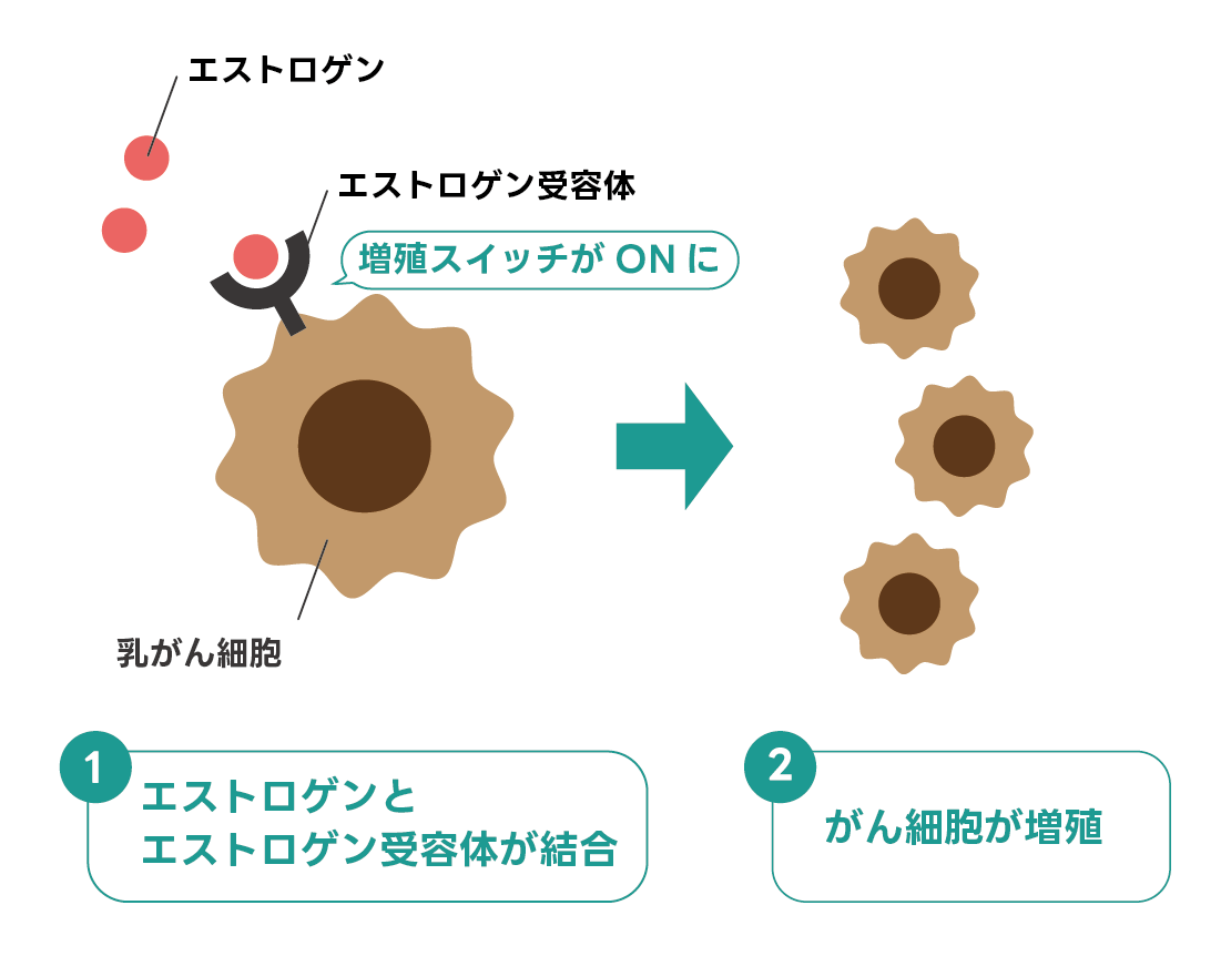 ホルモン受容体陽性タイプ乳がんのイメージ図