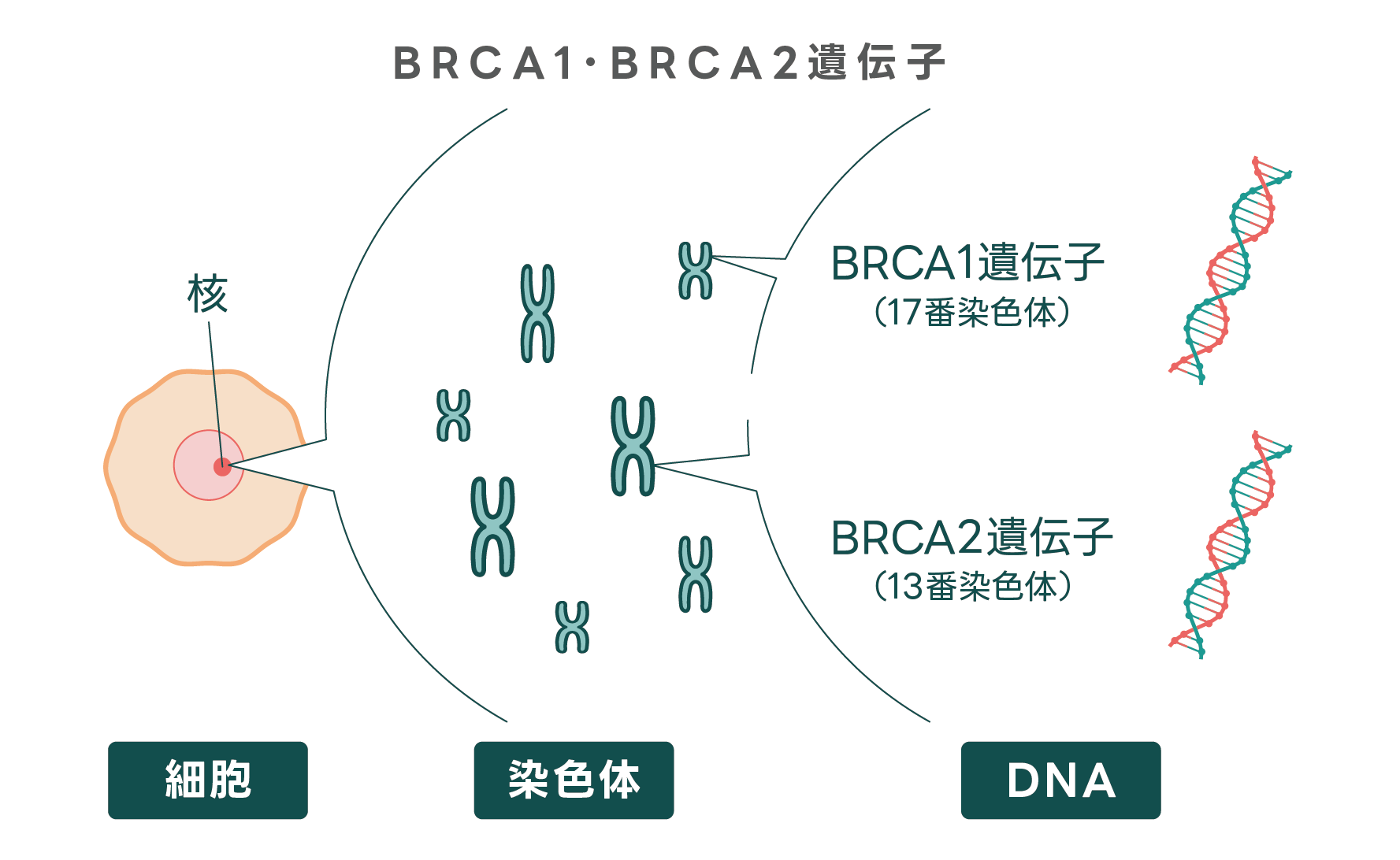 BRCA1/2遺伝子のイメージ図