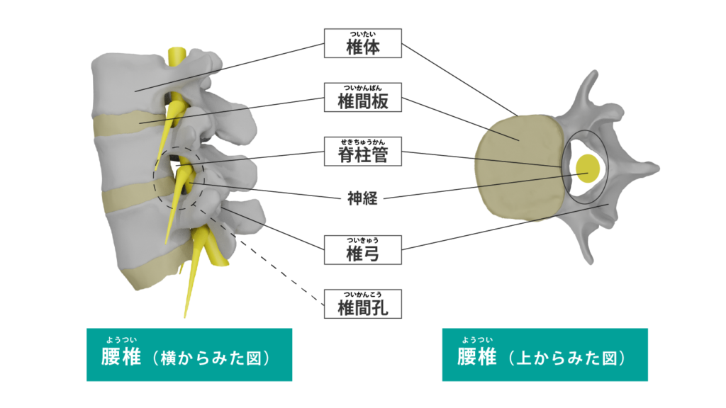腰椎を横からみた図と上からみた図