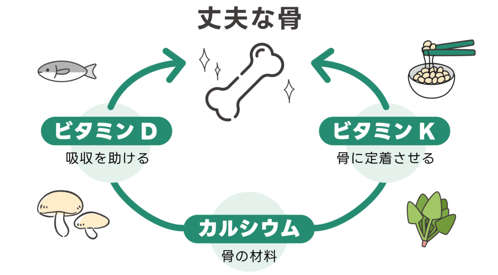 カルシウムと一緒にビタミンD・ビタミンKを接種すると、効率よく骨に吸収されます