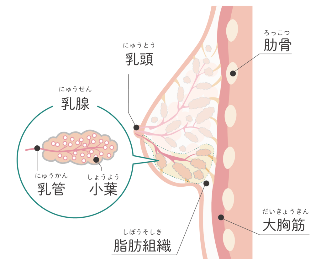 乳房組織のイメージ図