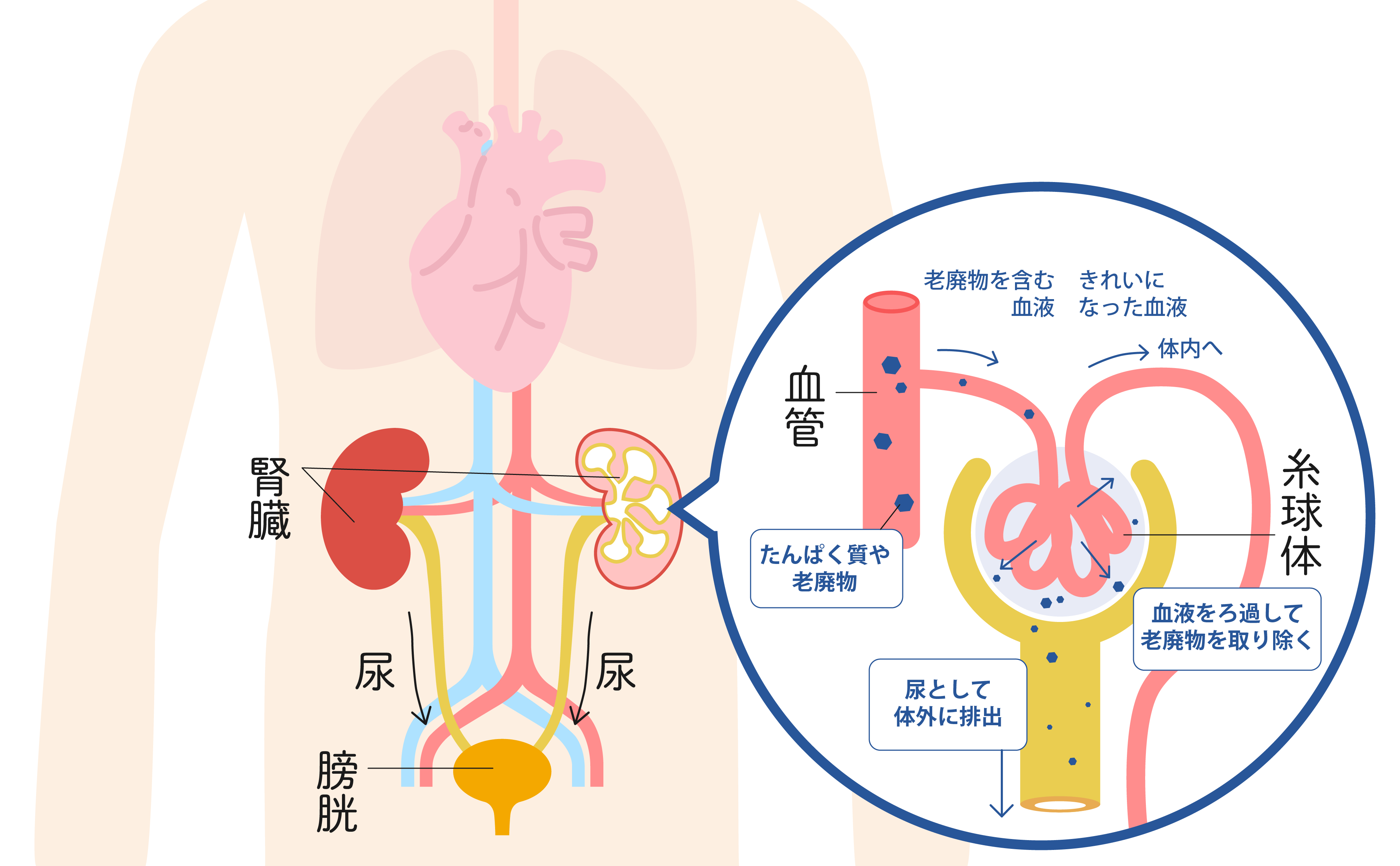 腎臓の構造のイメージ図