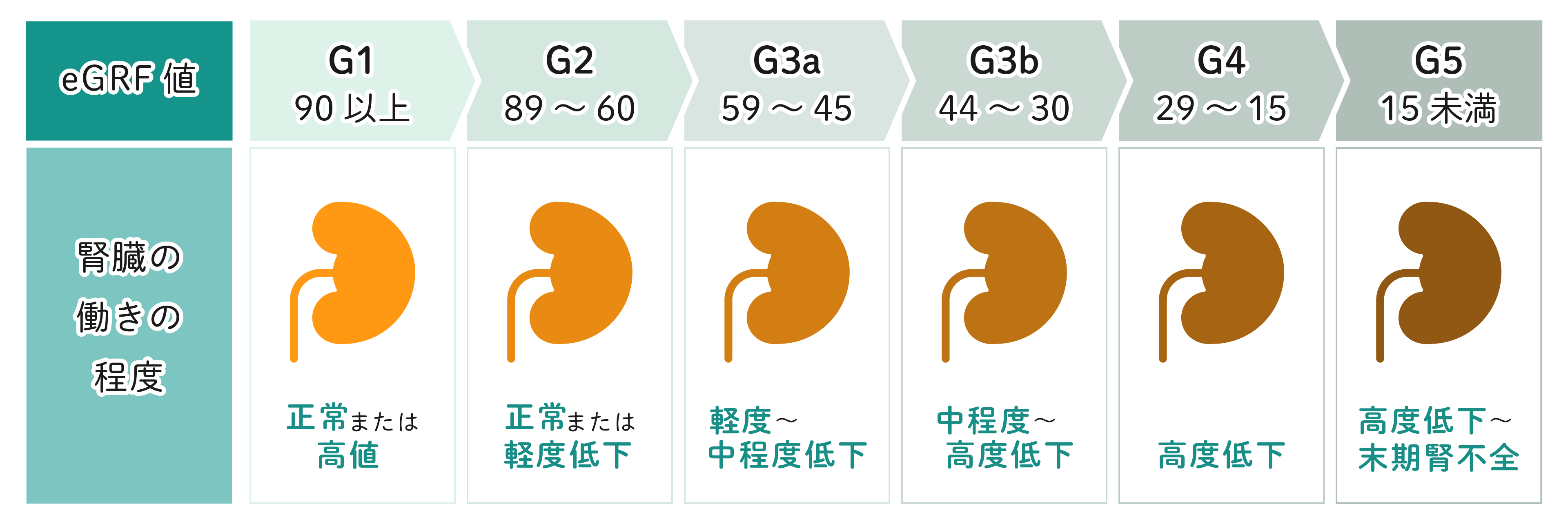eGRFの値と腎臓の状態