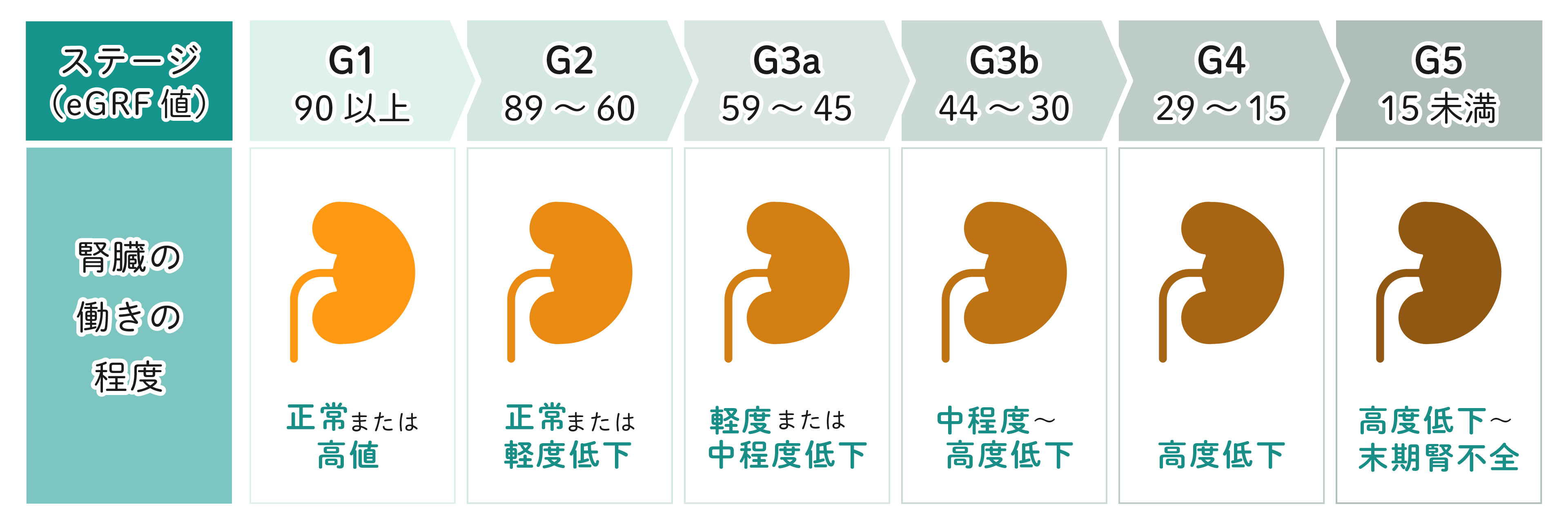 eGFRの値と腎臓の働きの程度